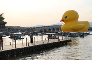 20th Oct 2013 - Giant Ducky