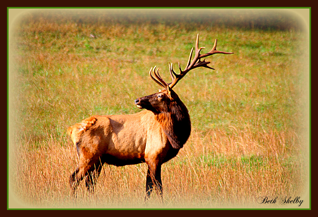 Elk Country by vernabeth