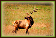 25th Oct 2013 - Elk Country