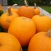 Pumpkins! by lellie
