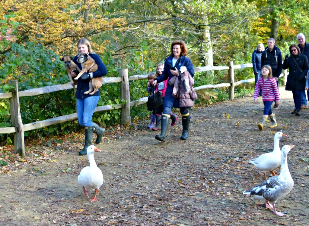 Winkworth Arboretum: finding a way around the geese by quietpurplehaze