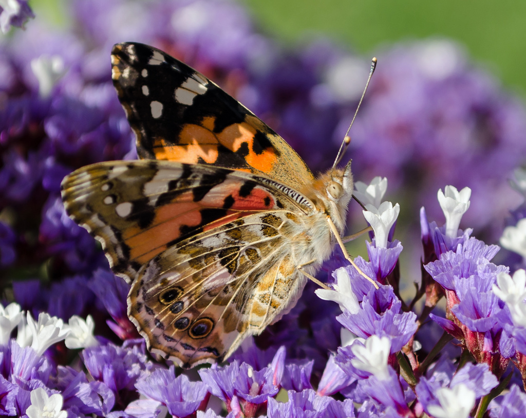 Painted Lady by salza
