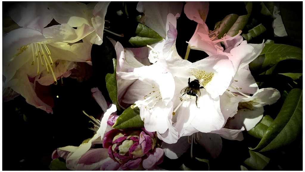 Splat - I bee in heaven...! by maggiemae