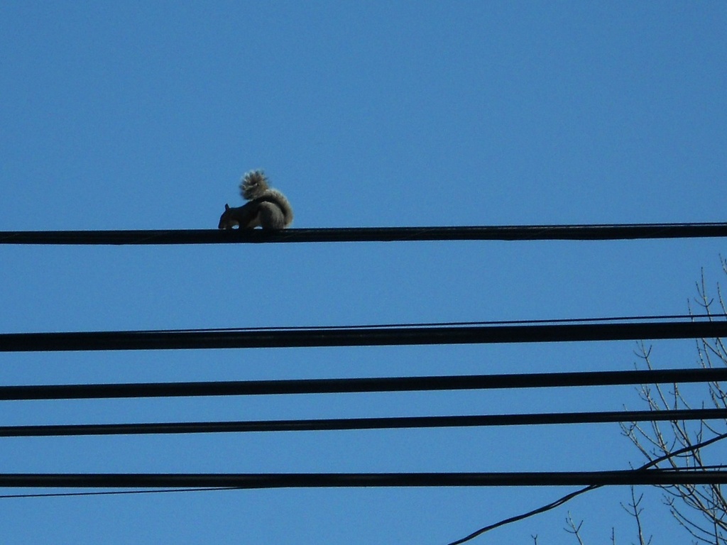 Squirrel on a wire by mittens