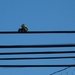 Squirrel on a wire by mittens