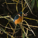 Kingfisher - 29-10 by barrowlane