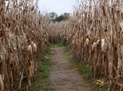 29th Oct 2013 - CoRn MaZe FuN