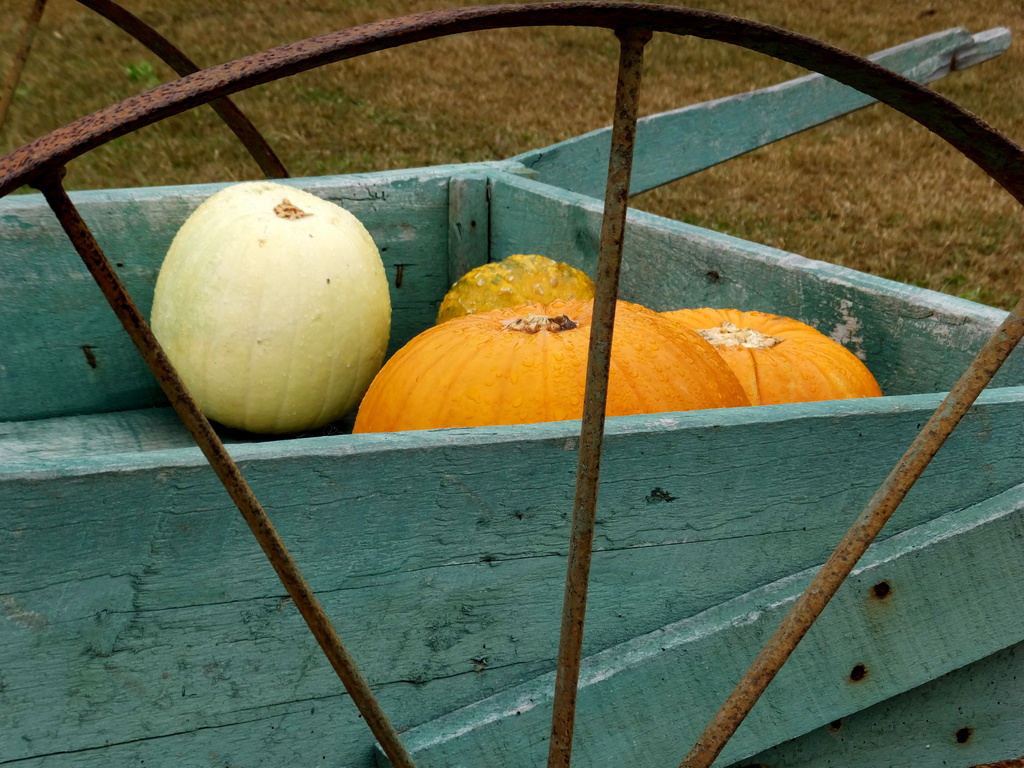 Pumpkins At the Farm by linnypinny