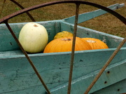 27th Oct 2013 - Pumpkins At the Farm