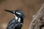 24th Oct 2013 - Pied Kingfisher
