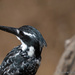 Pied Kingfisher by leonbuys83