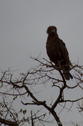 25th Oct 2013 - Brown Snake Eagle