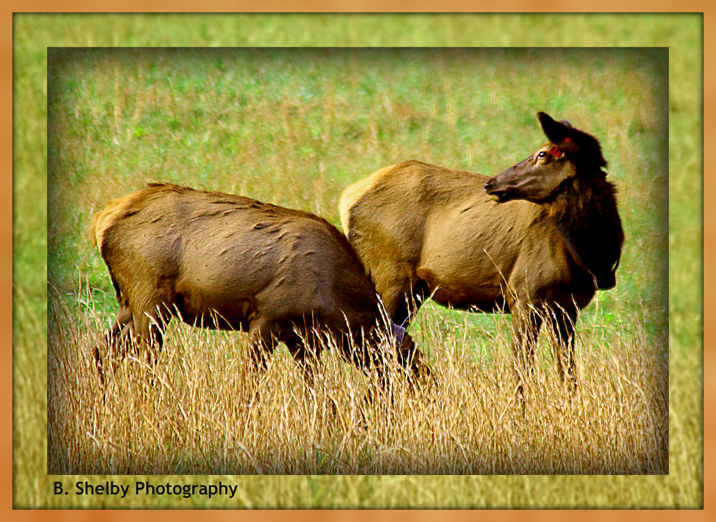 Female Elk by vernabeth