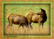 26th Oct 2013 - Female Elk