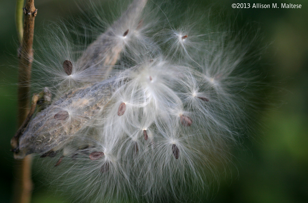 Dancing Seeds by falcon11