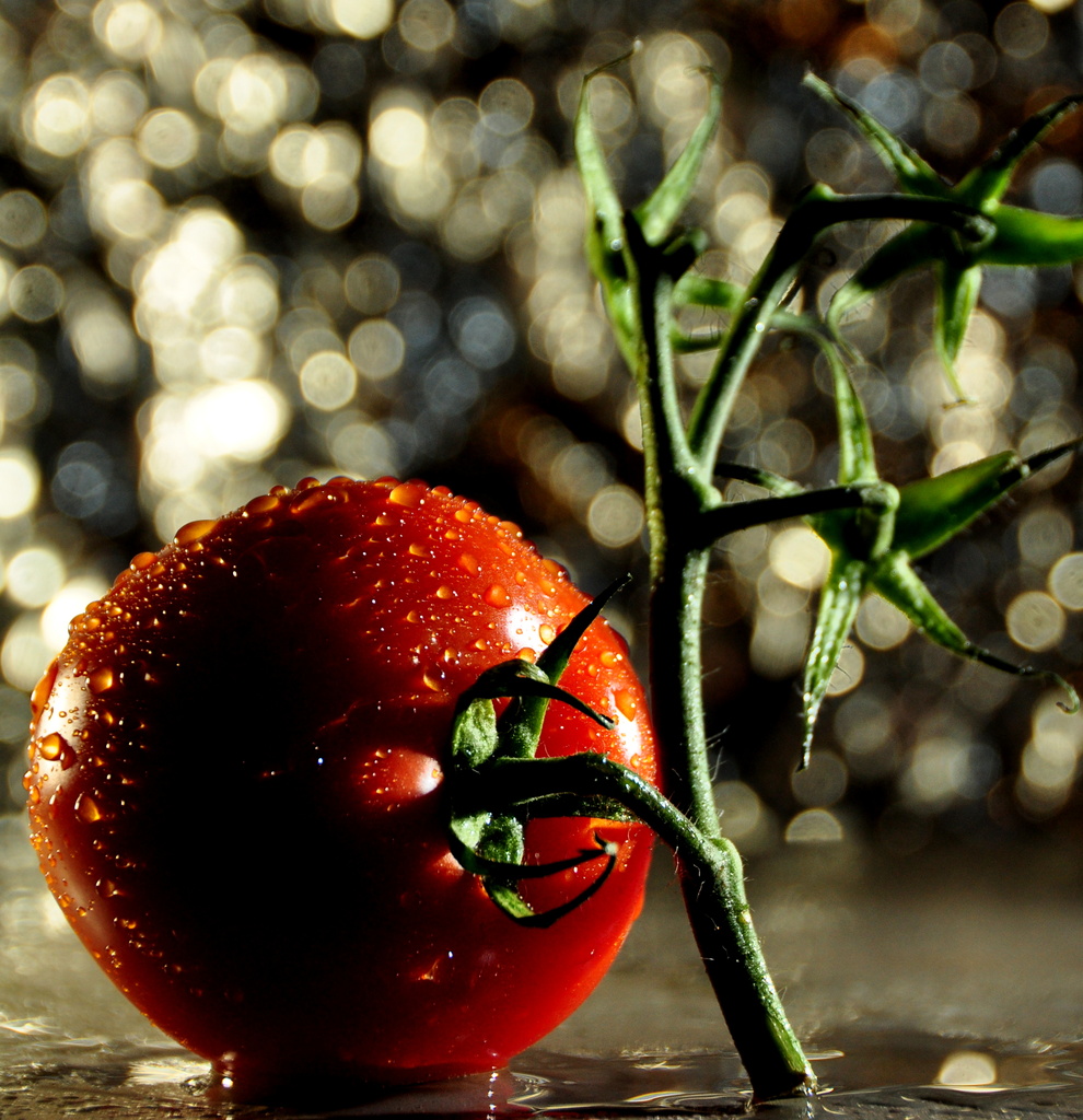 Tomato by jayberg