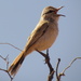 Kalahari Scrub Robin by judithdeacon