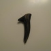 sharks tooth ???? by rrt