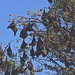 Flying foxes by sugarmuser
