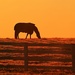 Hungry Horse Horizon by sbolden