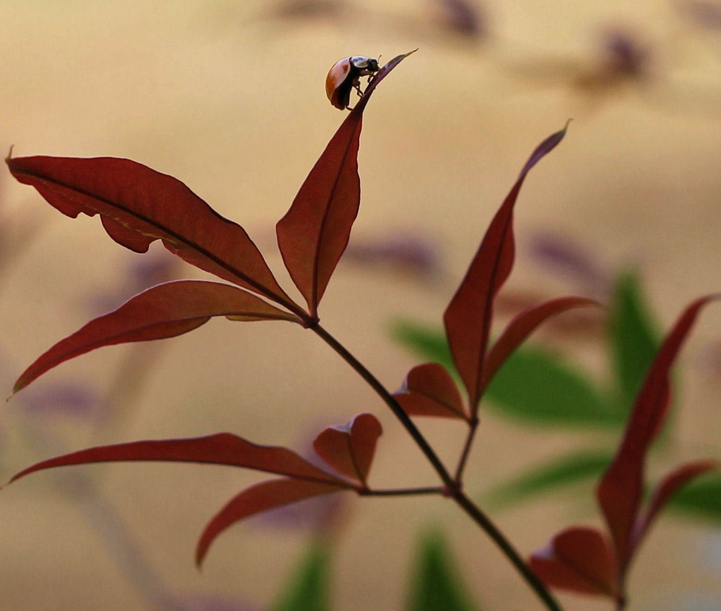 I heart ladybugs! by cjwhite