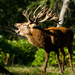 29th October 2013 Stag calling by pamknowler