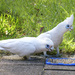 Little Corella's by onewing