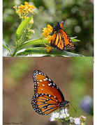 30th Oct 2013 - Monarch butterfly