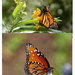 Monarch butterfly by stcyr1up