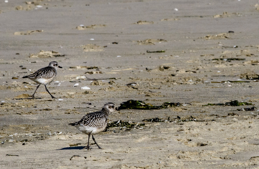 Sandpipers At the  North Jetty by jgpittenger