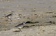 30th Oct 2013 - Sandpipers At the  North Jetty