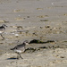 Sandpipers At the  North Jetty by jgpittenger
