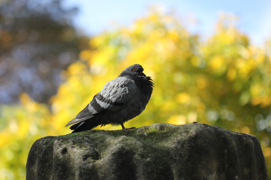 Pigeon in Parc de Monceau, Paris by jamibann