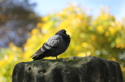 22nd Oct 2013 - Pigeon in Parc de Monceau, Paris