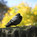 Pigeon in Parc de Monceau, Paris by jamibann