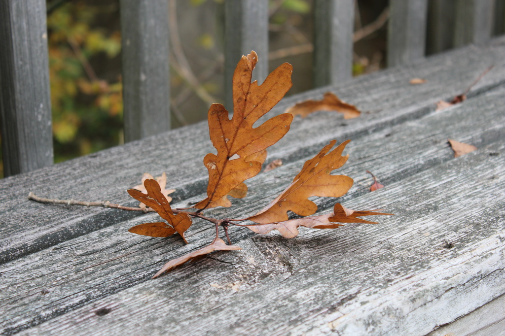 Oak leaf by randystreat