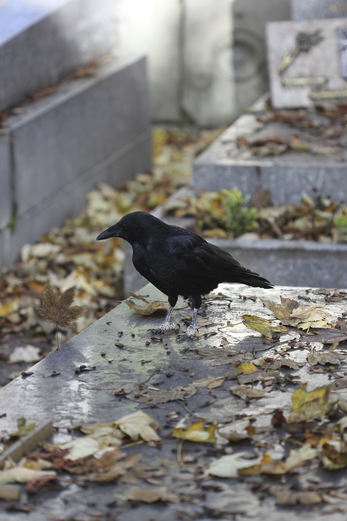 Raven at Pere Lachaise Cemetery, Paris by jamibann