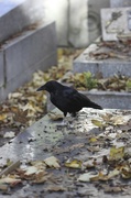 22nd Oct 2013 - Raven at Pere Lachaise Cemetery, Paris