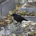 Raven at Pere Lachaise Cemetery, Paris by jamibann