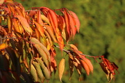 29th Oct 2013 - Fall Colours