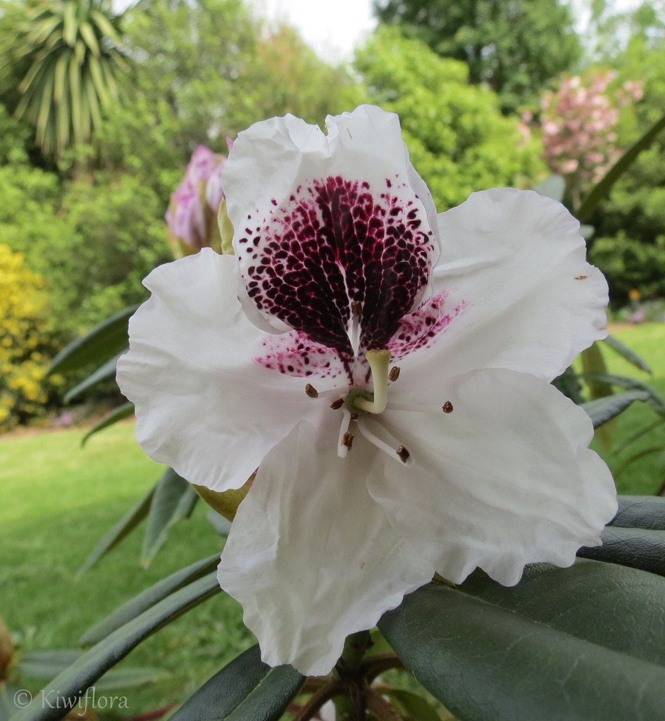Rhododendron 'Sappho' by kiwiflora