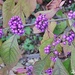 Callicarpa Berries by ladymagpie