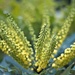 Mahonia  'Winter Sun' by gamelee
