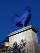 29th Oct 2013 - The big blue cock