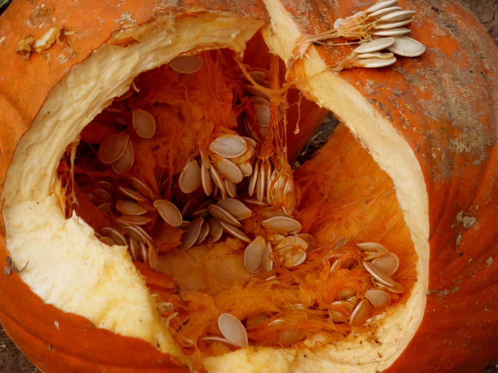 Death of a Pumpkin by linnypinny
