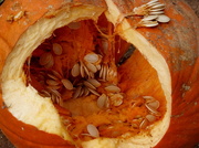 30th Oct 2013 - Death of a Pumpkin