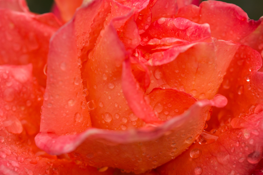 Rainy Rose by cdonohoue