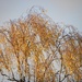 Shimmering Tree by oldjosh