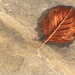 Golden leaf by susale