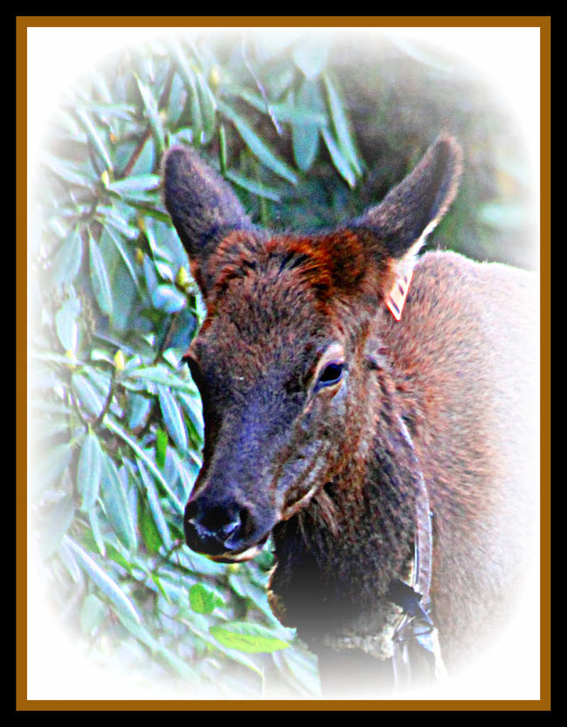 Young Elk by vernabeth